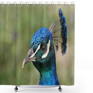 Personality  Scenic View Of Peacock Bird At Wild Life  Shower Curtains