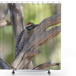 Personality  Ladder-backed Woodpecker (male) (dryobates Scalaris) Shower Curtains