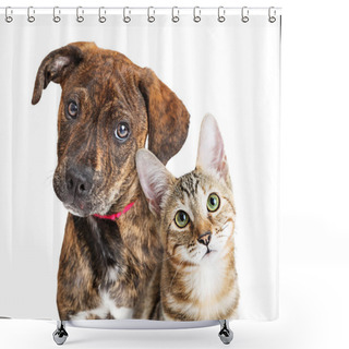 Personality  Cute Puppy And Kitten Closeup Looking At Camera Shower Curtains