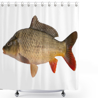 Personality  Carp Shower Curtains