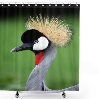 Personality  Crowned Crane Bird Shower Curtains
