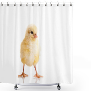 Personality  Little Chicken Animal Isolated On White Shower Curtains