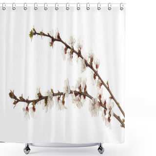 Personality  Branches Of Blooming Fruit Tree On White Background Shower Curtains