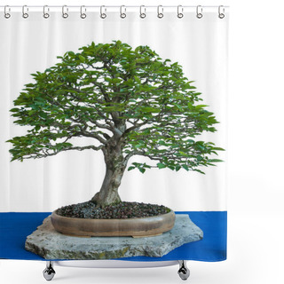 Personality  Old Hornbeam (carpinus Betulus) As A Bonsai Tree In A Bowl Shower Curtains