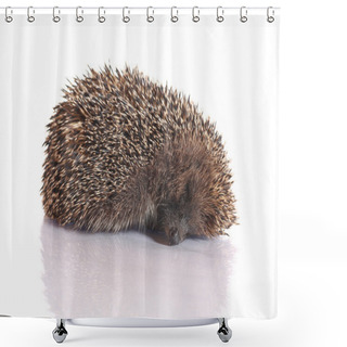 Personality  Hedgehog Shower Curtains