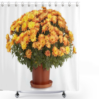 Personality  Chrysanthemums In Flowerpot Shower Curtains