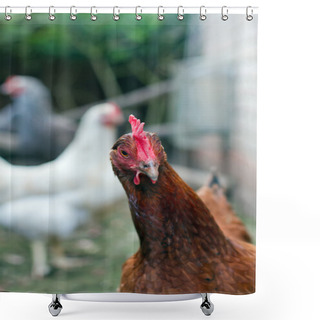 Personality  Hens In A British Garden Shower Curtains