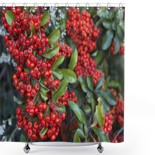 Personality  Red Firethorn (pyracantha) Fruits Closeup Shower Curtains
