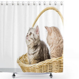 Personality  Kittens Shower Curtains