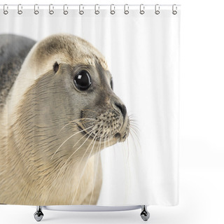 Personality  Close-up Of A Common Seal, Phoca Vitulina, 8 Months Old, Isolate Shower Curtains