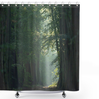 Personality  Trees Along Foggy Forest Path In Summer.  Shower Curtains