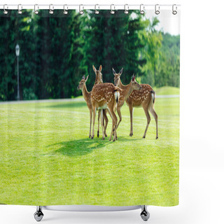 Personality  Beautiful Deer In Park Shower Curtains