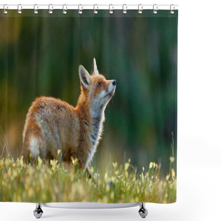 Personality  Cute Red Fox Shower Curtains