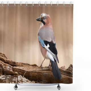 Personality  Close Up View Of Cute Eurasian Jay   Shower Curtains