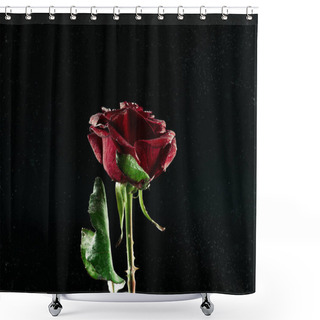 Personality  Close-up View Of Beautiful Blooming Red Rose Flower On Black Shower Curtains