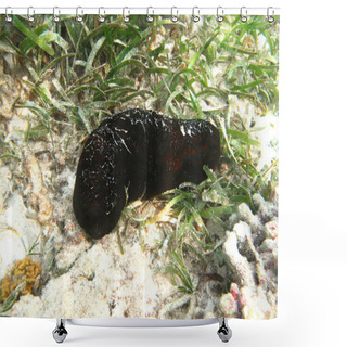 Personality  Black  Sea Cucumber Marine Animal In Indian Ocean Shower Curtains