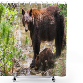 Personality  Wild Black Bears. Nature, Fauna Shower Curtains