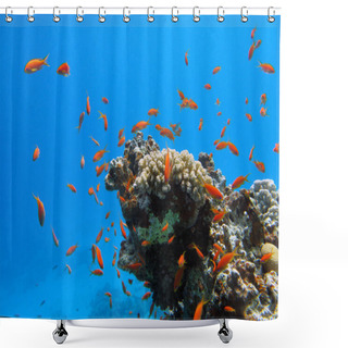 Personality  Coral Reef With Fishes Shower Curtains