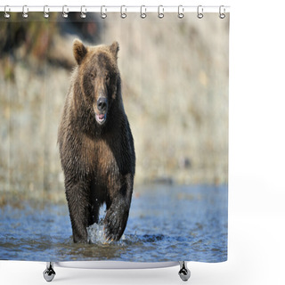 Personality  Grizzly Bear Shower Curtains