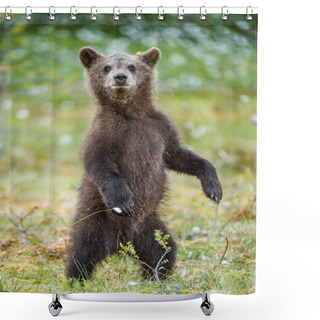 Personality  Bear Cub Stood Up On Its Hind Legs Shower Curtains