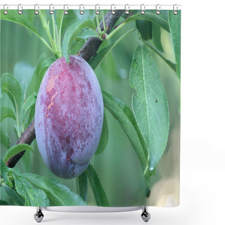 Personality  Ripe Fruit Of A Japanese Plum Shower Curtains