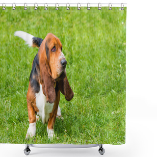Personality  Basset Hound Profile On The Grass. Shower Curtains