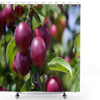 Personality  Plums On The Tree Shower Curtains