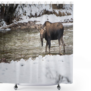 Personality  Bull Moose In National Park, Jasper, Canada Shower Curtains