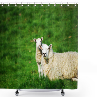 Personality  Sheep And Lamb Shower Curtains