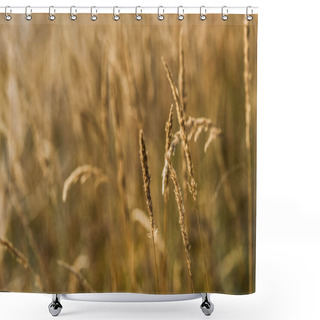 Personality  Selective Focus Of Yellow Barley In Golden Field  Shower Curtains