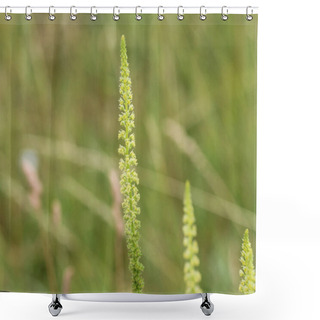 Personality  Reseda Luteola, Known As Dyer's Rocket, Dyer's Weed, Weld, Woold, And Yellow Weed Shower Curtains