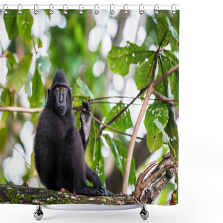 Personality  The Celebes Crested Macaque On The Tree. Crested Black Macaque, Sulawesi Crested Macaque, Sulawesi Macaque Or The Black Ape. Wild Nature, Natural Habitat. Sulawesi Island. Indonesia. Shower Curtains