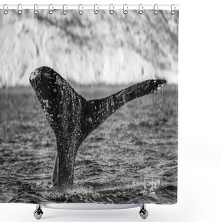 Personality  Tail Of Humpback Whale Shower Curtains