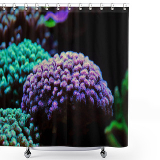Personality  Pocillopora (Pocilloporidae) Short Polyps Stony Coral  Shower Curtains