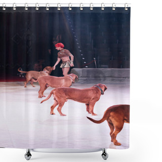 Personality  KYIV, UKRAINE - NOVEMBER 1, 2019: Side View Of Beautiful Handler Doing Trick With Dogue De Bordeaux At Circus Arena Shower Curtains