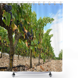 Personality  Grapes In A Vineyard, La Rioja (Spain) Shower Curtains