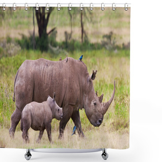 Personality  White Rhinoceros Or Square-lipped Rhinoceros (Ceratotherium Simum) With Her Baby In Lake Nakuru National Park, Kenya. Shower Curtains