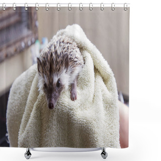 Personality  Drying A Pet Hedgehog Off Shower Curtains