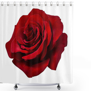 Personality  Rose Isolated On White Background Shower Curtains