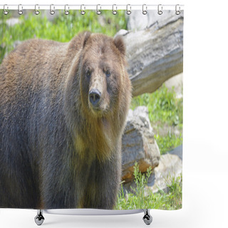 Personality  Grizzly Bear - Isolated Shower Curtains