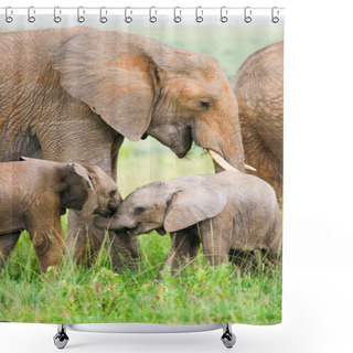 Personality  Two Baby Elephants Playing In The Grass, Masai Mara, Kenya Shower Curtains