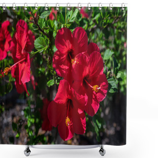 Personality  Red Flowers Of Hawaiian Hibiscus On Green Leaves Background. Summer Nature Wallpaper. Red Flowers Closeup In Gold Hour Warm Light Shower Curtains