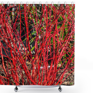 Personality  Cornus Alba 'Sibirica' Shrub With Crimson Red Stems In Winter And Red Leaves In Autumn Commonly Known As Siberian Dogwood, Stock Photo Image Shower Curtains