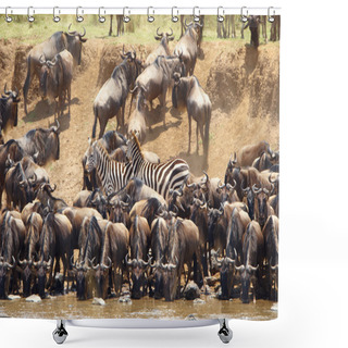 Personality  Herd Of Zebras (African Equids) And Blue Wildebeest (Connochaete Shower Curtains