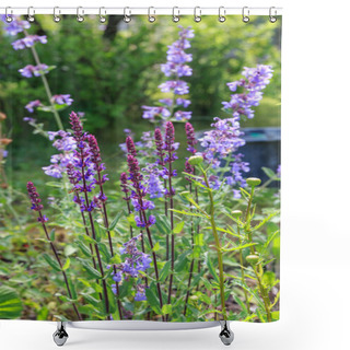 Personality  Background Or Texture Of Salvia Nemorosa Caradonna Balkan Clary , Nepeta Fassenii Six Hills Giant, Snapdragon, Carnation In A Country Cottage Garden In A Romantic Rustic Style. Shower Curtains
