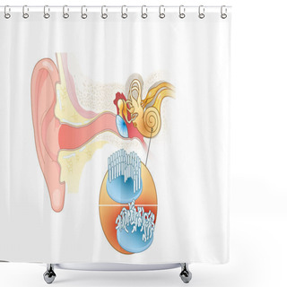 Personality  Tinnitus, Healthy And Damaged Hair Cells Inside Cochlea Shower Curtains