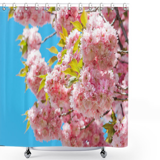 Personality  Blossoming Of Pink Cherry Over Blue Sky Shower Curtains
