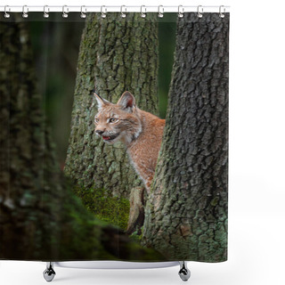 Personality  Eurasian Lynx Between Tree Trunkst Shower Curtains