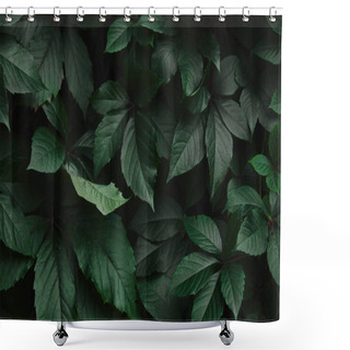 Personality  Close Up Of Dark Green Wild Vine Leaves In Park Shower Curtains