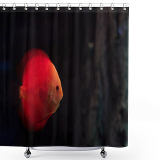 Personality  Red Fish Swimming Under Water In Dark Aquarium Shower Curtains
